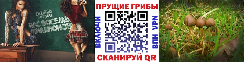 Псилоцибиновые грибы ЛСД  Купить где  Тосно 